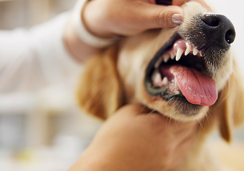 dental treatment