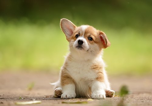 a puppy and a cat